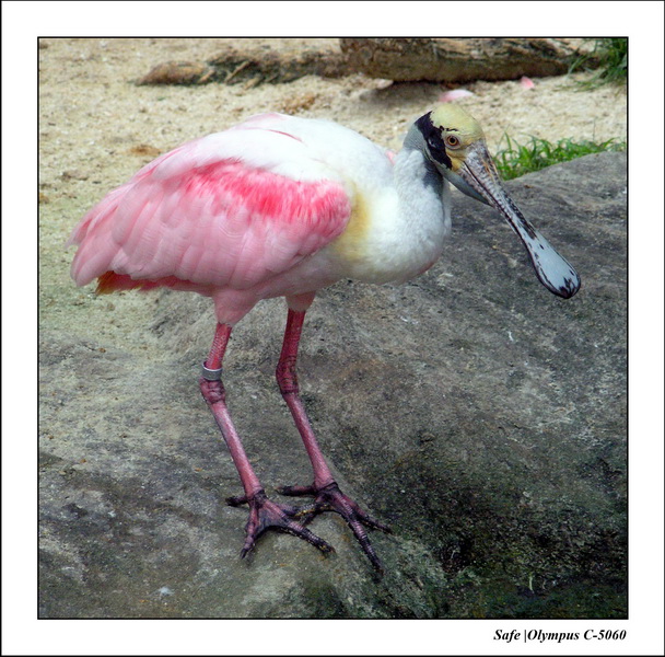 2005 - 06 - Jurong Birdpark 48.JPG